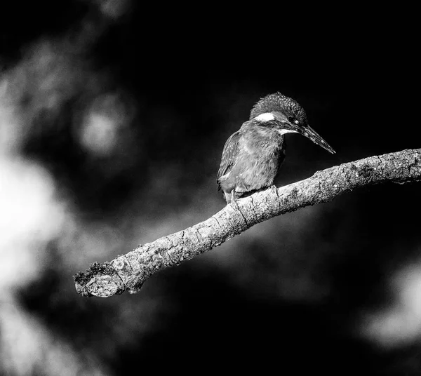 Wachsamer Eisvogel sitzt auf Ast — Stockfoto