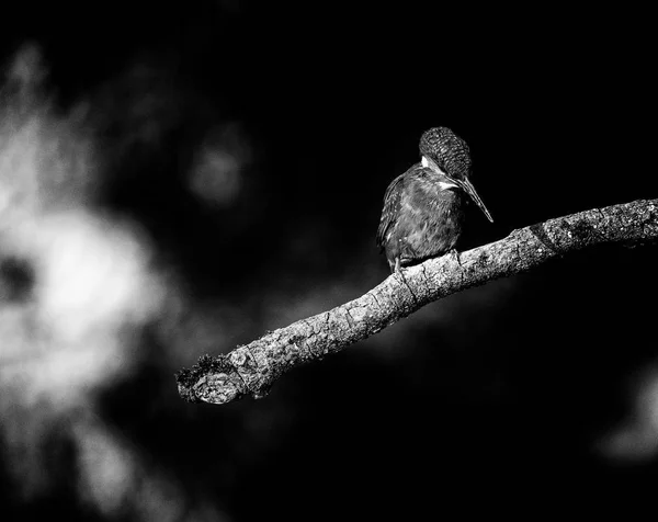 Oznámení kingfisher sedící na větvi — Stock fotografie