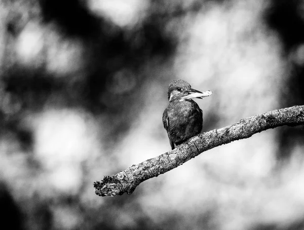 Şube ile balık üzerinde oturan kingfisher