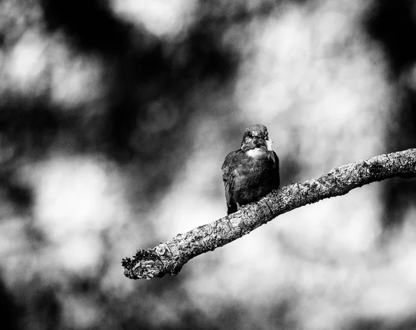Şube üzerinde oturan ve balık yemek arası kingfisher — Stok fotoğraf