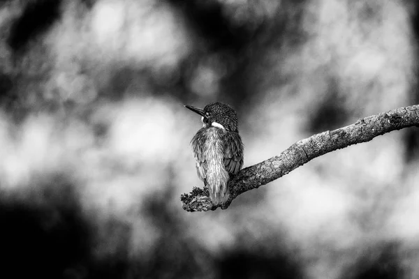 Eisvogel sitzt auf Ast — Stockfoto