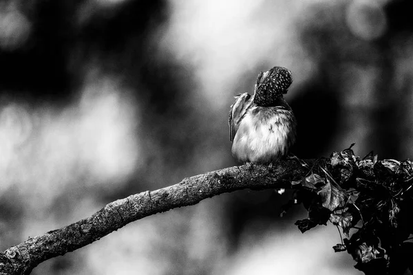 Ortak kingfisher çamaşır tüyler