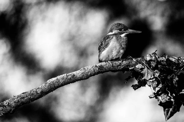 Kingfisher dalda oturuyor — Stok fotoğraf