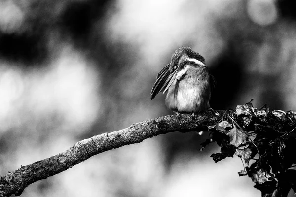 Ortak kingfisher çamaşır tüyler — Stok fotoğraf