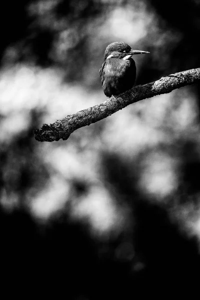 Eisvogel sitzt auf Ast — Stockfoto