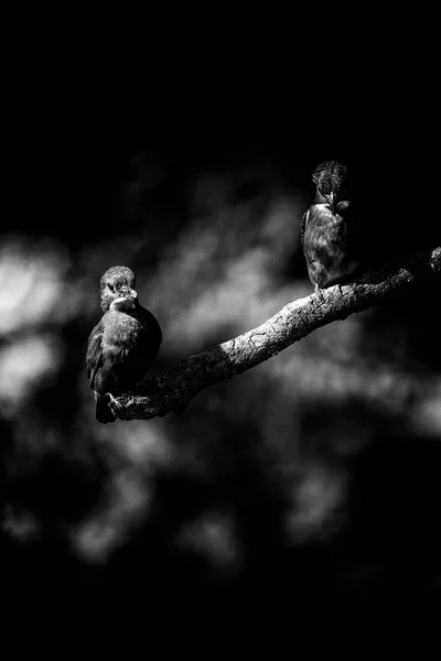 Pássaros-rei sentados no galho — Fotografia de Stock