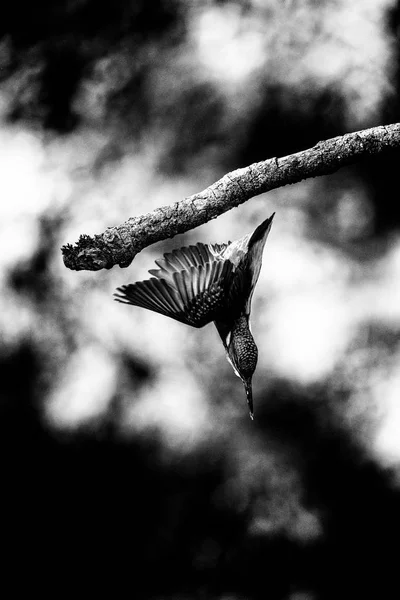 Kingfisher дайвінг для риби — стокове фото