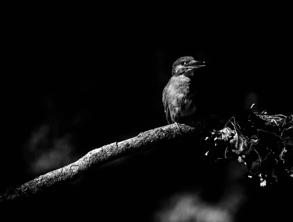 坐在树枝上的警报翠鸟 — 图库照片