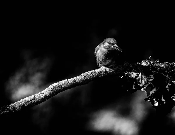 Oznámení kingfisher sedící na větvi — Stock fotografie