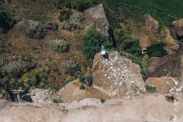 Seagull sitter på sten — Stockfoto