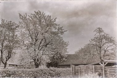 Arka Bahçe ahır ve çiçek açan ağaçlar