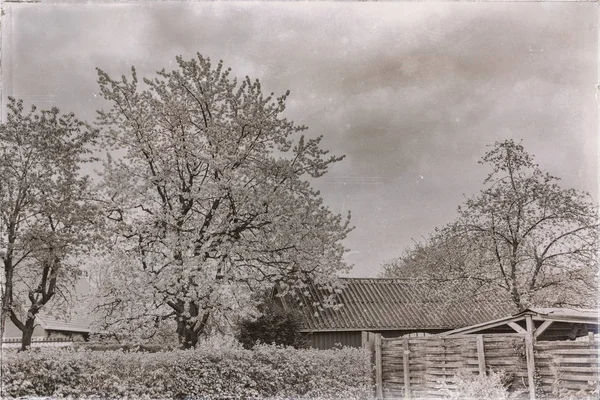 Arka Bahçe ahır ve çiçek açan ağaçlar