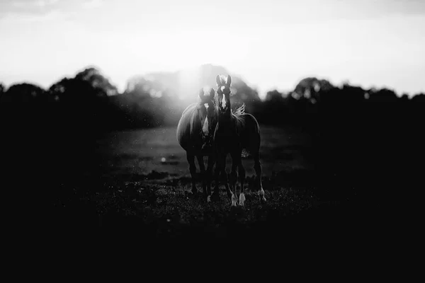 Kůň s hříbě na zemědělské půdě — Stock fotografie