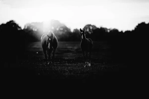 Kůň s hříbě na zemědělské půdě — Stock fotografie