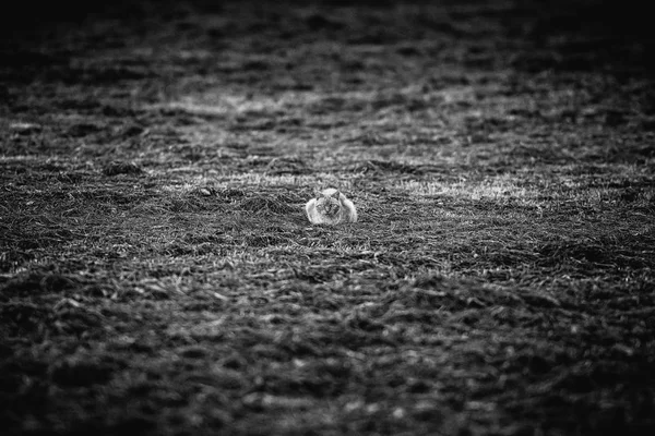 国内猫躺在已割的草地上 — 图库照片