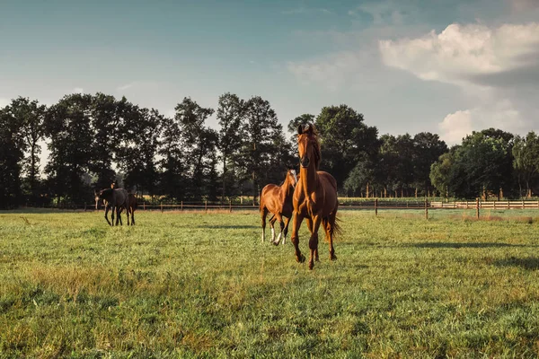 Cavalos no prado verde — Fotografia de Stock