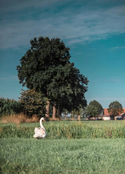 Jedna labuť na louce — Stock fotografie