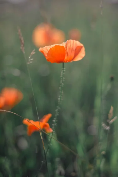 Poppy flowers on field — Stock Photo, Image
