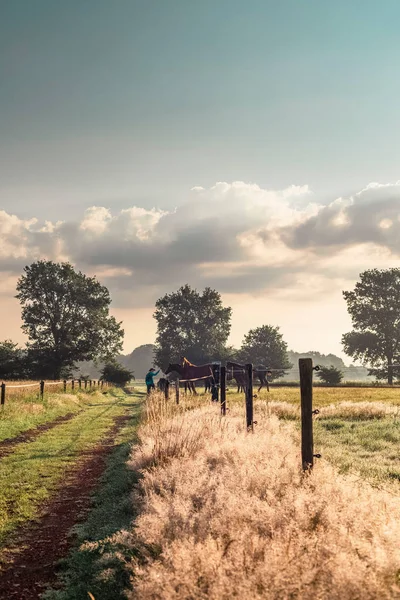Hiker standing near fence with horses — Stock Photo, Image