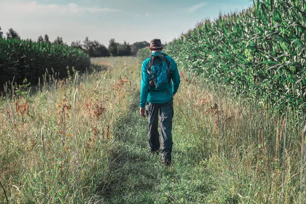 Hombre caminando por el campo de maíz —  Fotos de Stock