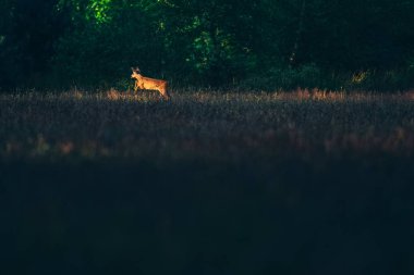 Uzun otların üzerinde atlama Karaca 