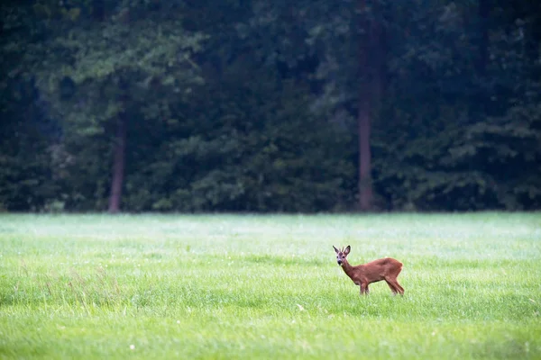 Deer stojí na louce — Stock fotografie