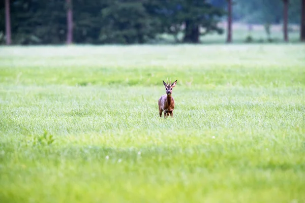 鹿站在草地上 — 图库照片