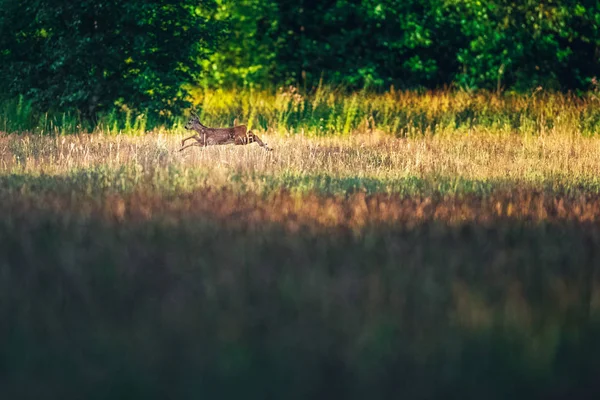 Reh läuft in Feld — Stockfoto