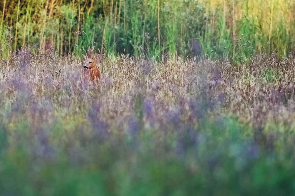 Jeleń stojący na polu — Zdjęcie stockowe