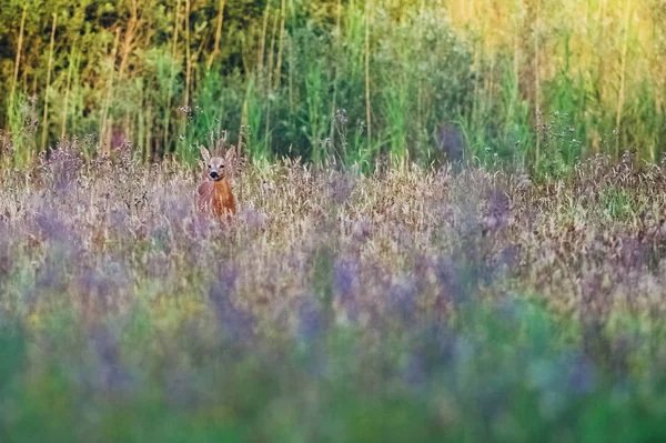 Alan üzerinde geyik duran — Stok fotoğraf