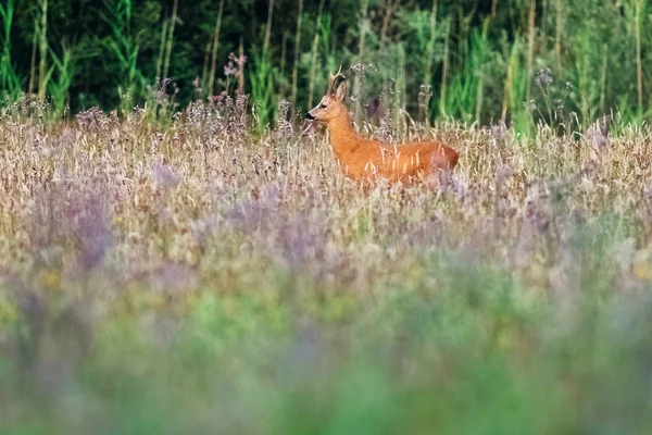 Rehe stehen auf Feld — Stockfoto