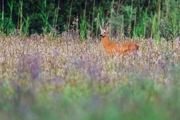 Rehe stehen auf Feld — Stockfoto