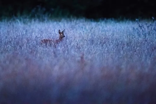 Roe deer doe in dusk — Stock Photo, Image
