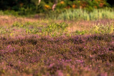 ortak heather çiçeklenme