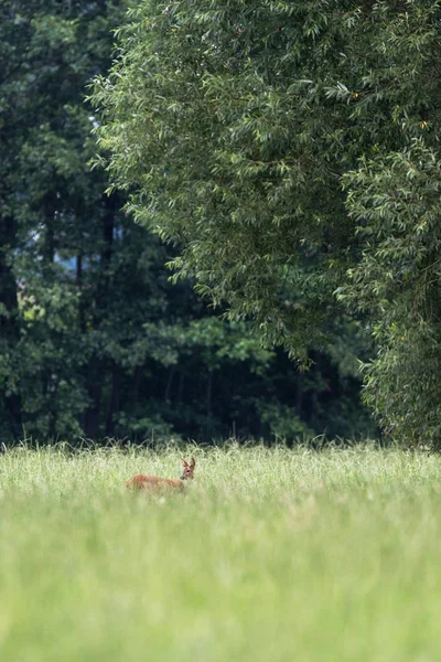 Reh im Gras — Stockfoto