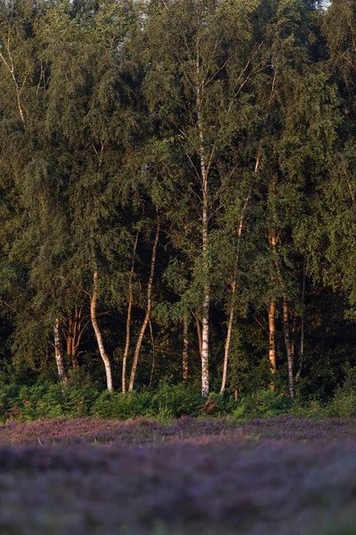 白桦树被早晨的太阳点亮 — 图库照片