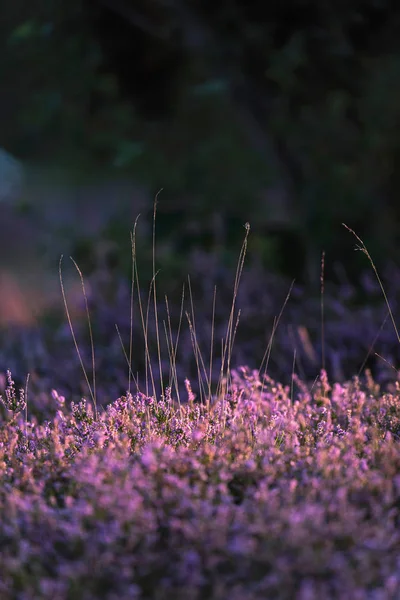 盛开的常见的石南花 — 图库照片