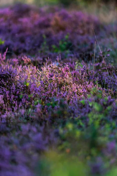 Ortak heather çiçeklenme — Stok fotoğraf