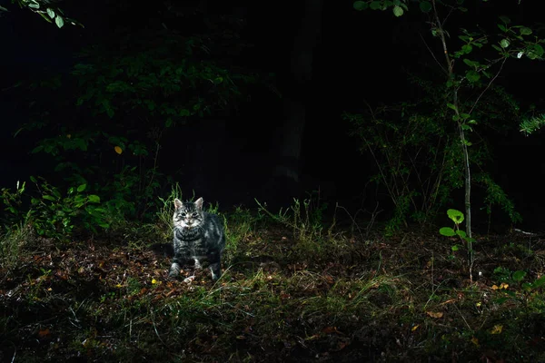 Wild Cyperse kat in bos — Stockfoto