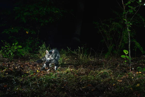 Wilde gestromte Katze im Wald — Stockfoto