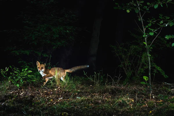 Red fox in bos — Stockfoto