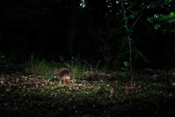 Rotes Eichhörnchen sitzt auf dem Boden — Stockfoto