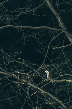 Bayağı beyaz Şahin 