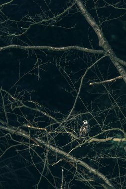 Bayağı beyaz Şahin 