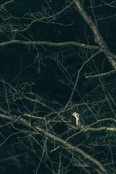 Bayağı beyaz Şahin 