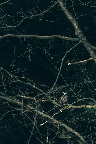 Bayağı beyaz Şahin 