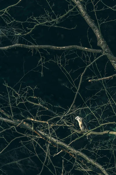 Bayağı beyaz Şahin 