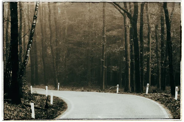 转一圈有雾秋林中之路 — 图库照片