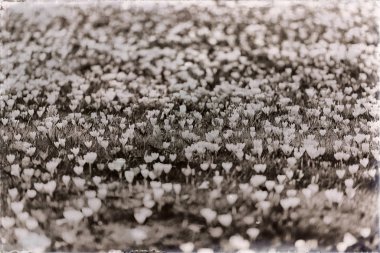  Meadow Park çiğdemler ile dolu