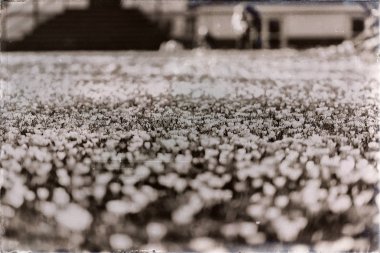  Meadow Park çiğdemler ile dolu